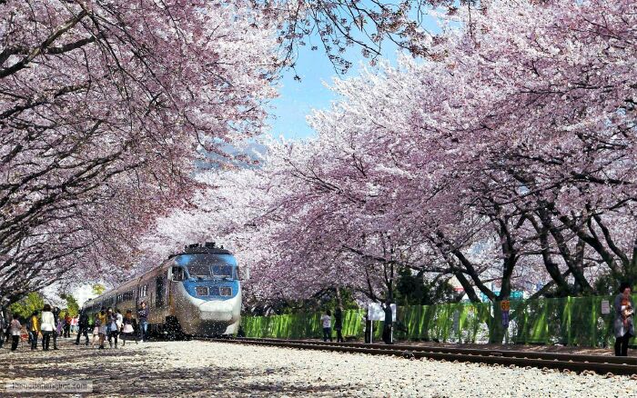 Jinhae, Changwon, Hàn Quốc