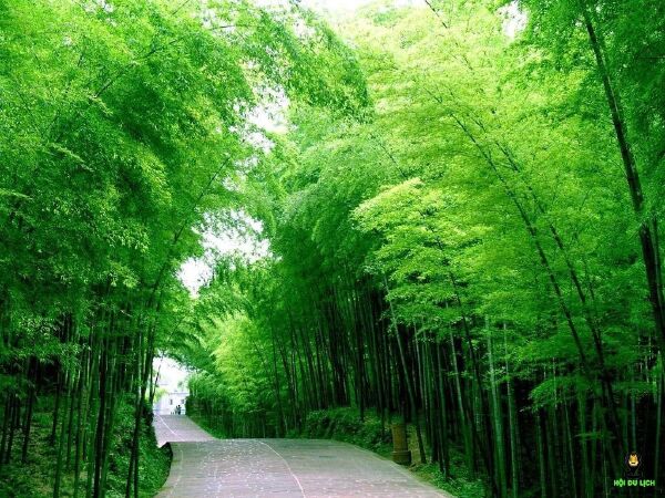 Vườn trúc Juknokwon