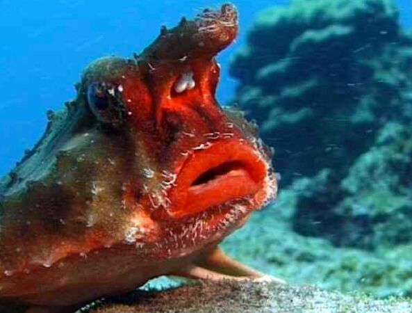 Cá batfish