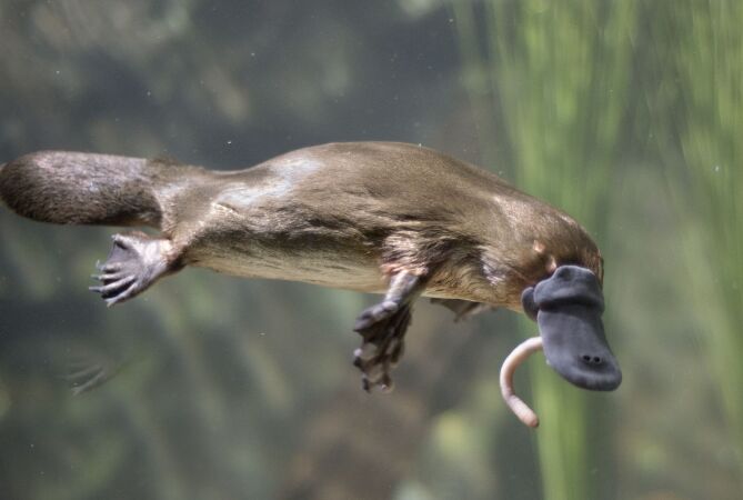 Thú mỏ vịt (Duck-billed platypus)