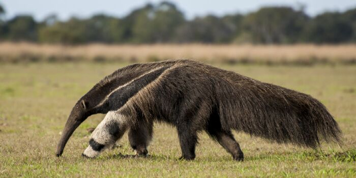 Thú ăn kiến khổng lồ (Giant anteater)