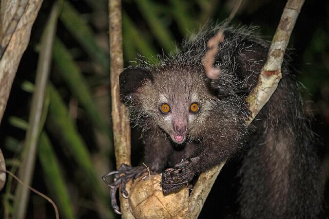 Khỉ Aye-Aye
