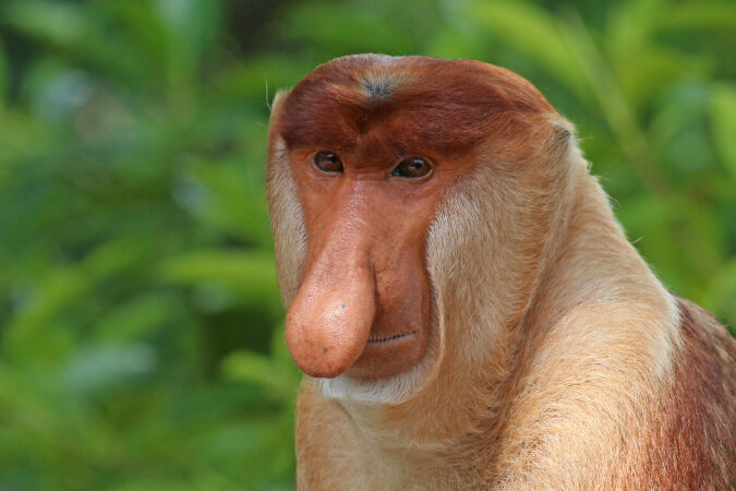 Khỉ mũi dài (Proboscis monkey)