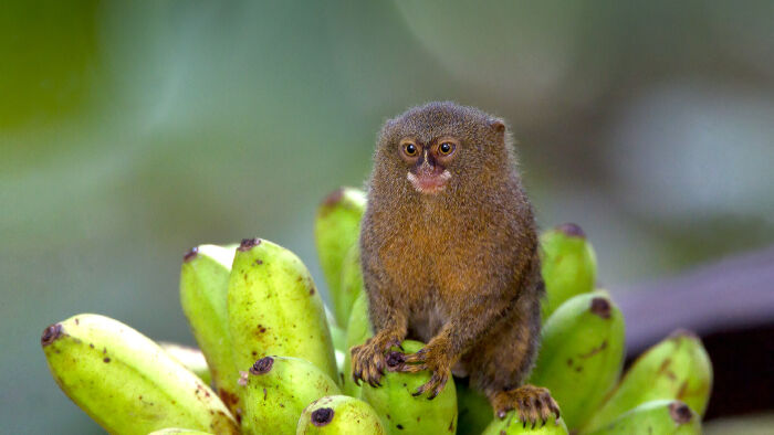 Khỉ lùn đuôi sóc châu Mỹ (Pygmy marmoset)