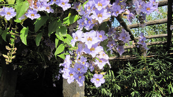 Hoa Cát Đằng