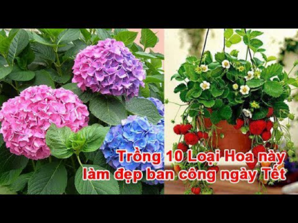 Home & Garden