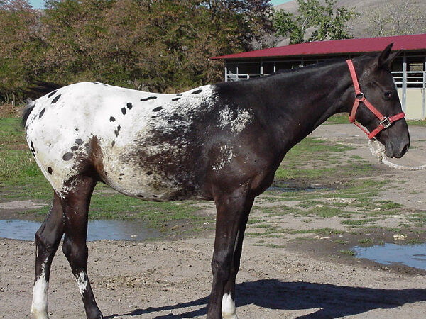 Ngựa Appaloosa