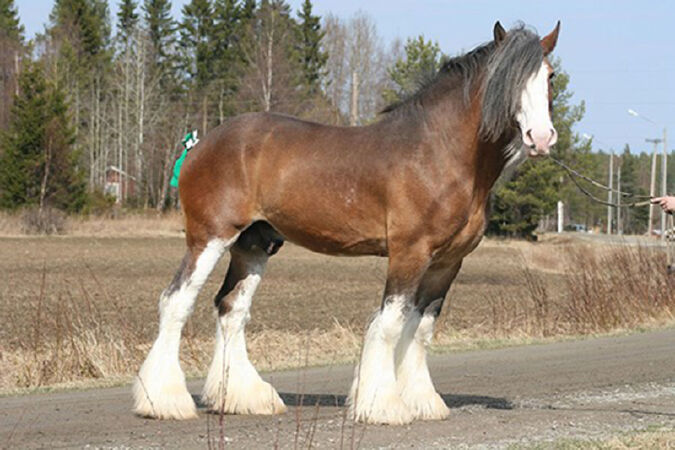 Ngựa Clydesdale