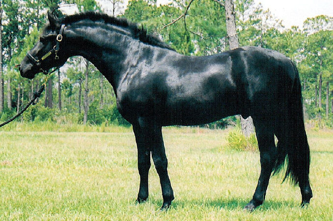 Ngựa Friesian