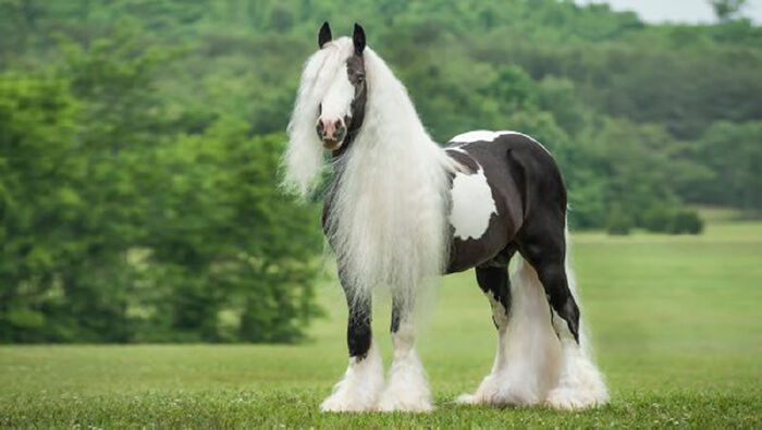 Ngựa Gypsy Vanner