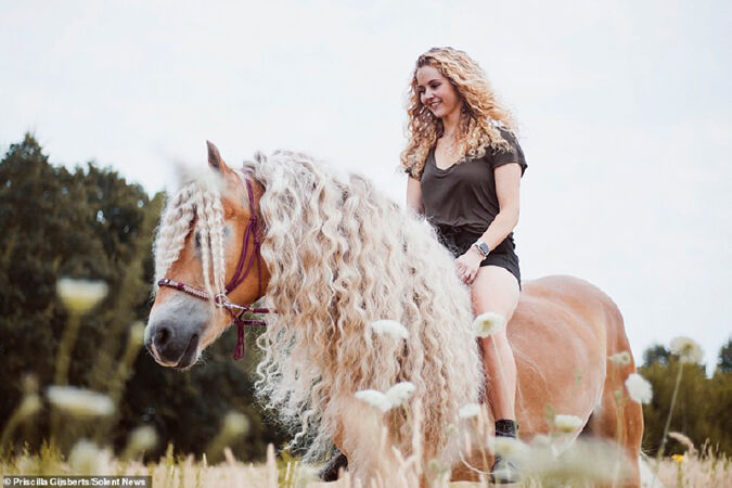 Ngựa Haflinger