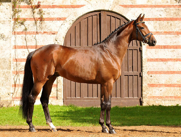 Ngựa Trakehner