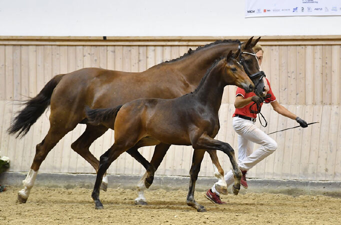 Ngựa Warmblood (máu nóng)