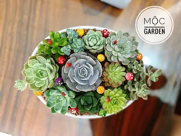 Mộc Garden
