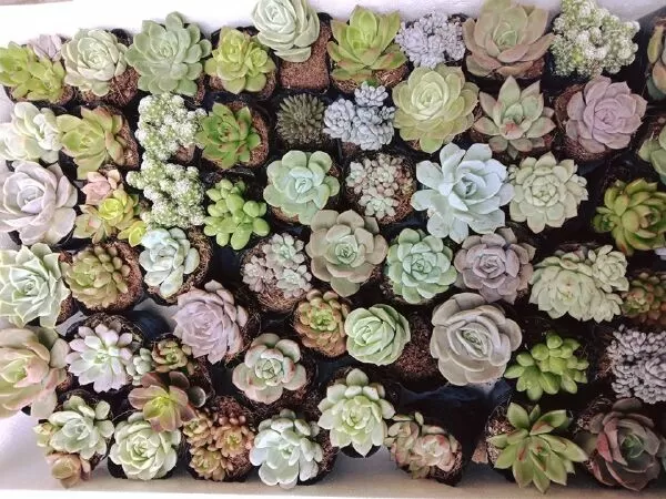 Moon's Garden