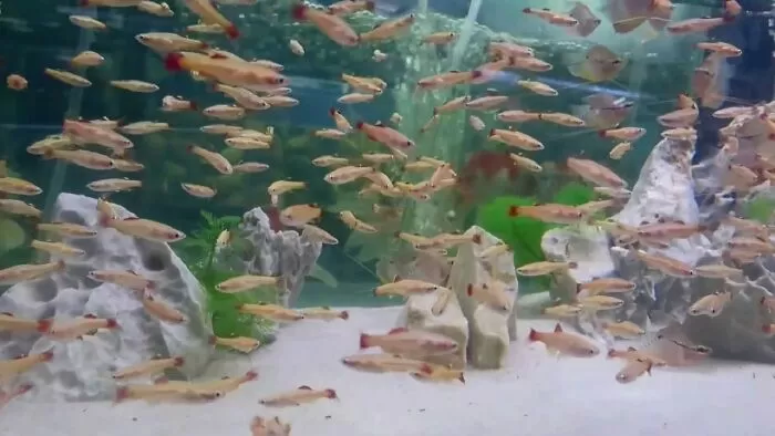 Cá mây trắng