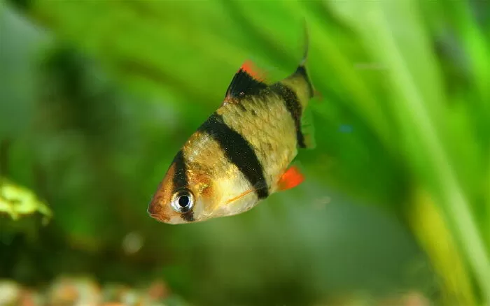 Cá tứ vân
