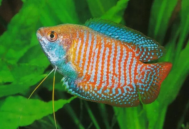 Cá sặc gấm