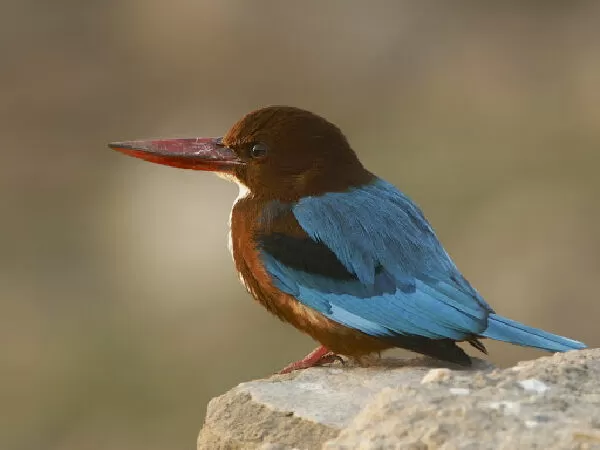 Bói cá (Halcyonidae)