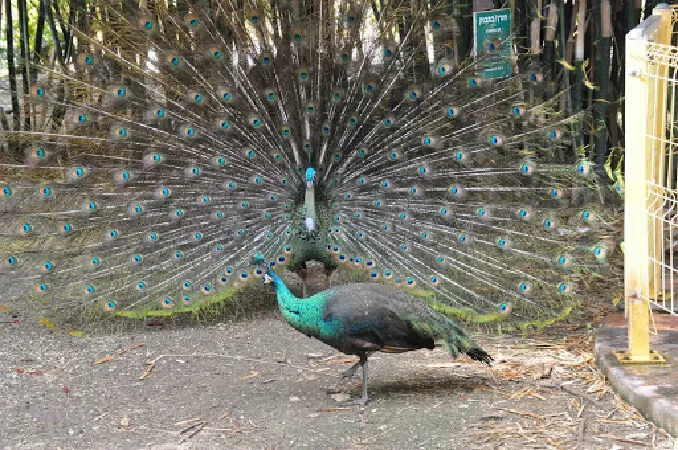 Công (Pavo)