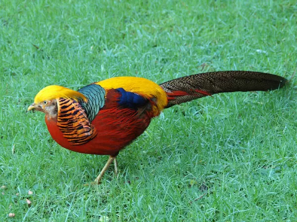 Trĩ vàng (Chrysolophus pictus)