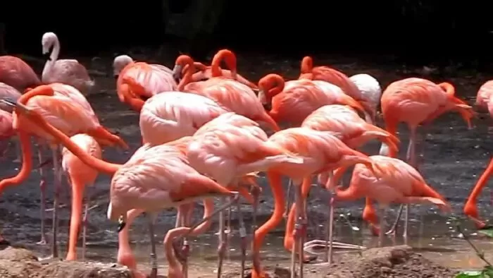 Hồng hạc (Phoenicopteridae)