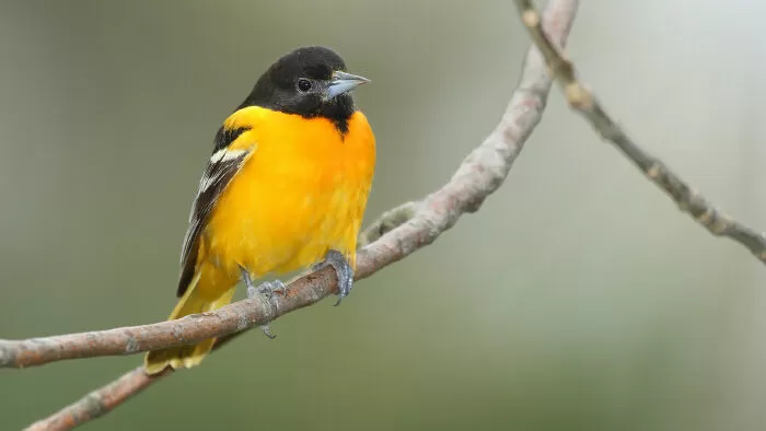 Hoàng oanh phương Bắc (Icterus galbula)