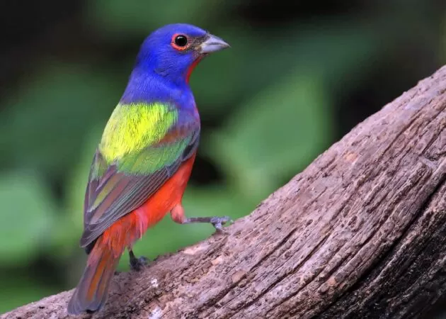 Sẻ đất màu (Passerina ciris)