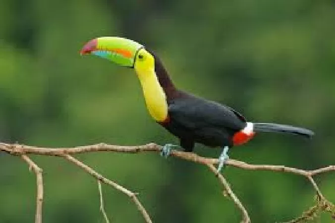 Tucan mỏ lục (Ramphastos sulfuratus)