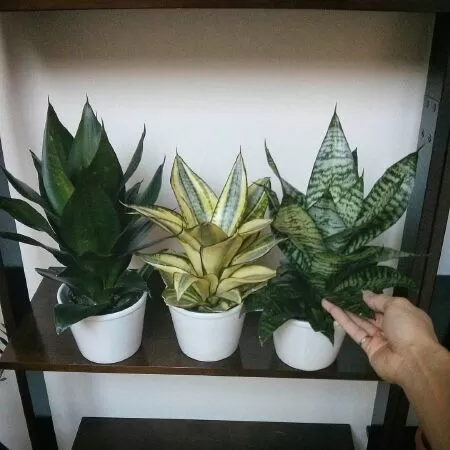 Trồng thêm cây xanh