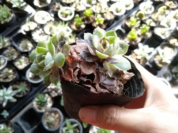 Phòng trị bệnh cho sen đá