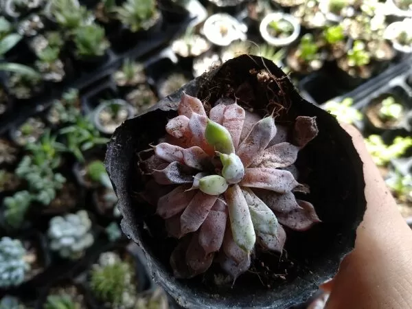 Một số trường hợp xấu thường gặp khi trồng sen đá