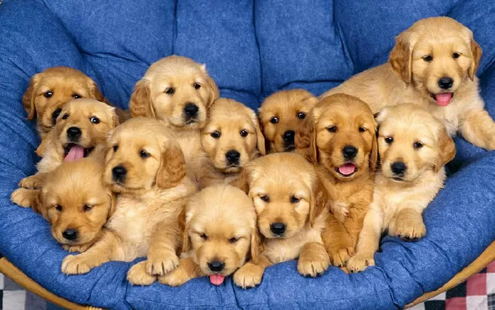 Hồng Thành Pets