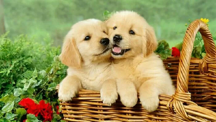 Dogily Petshop