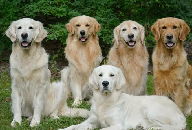 Vietnam Golden Retriever