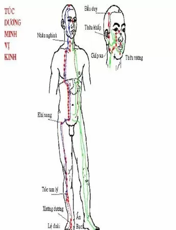 Túc Dương Minh Vị Kinh