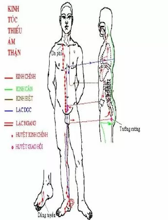 Túc Thiếu Âm Thận Kinh