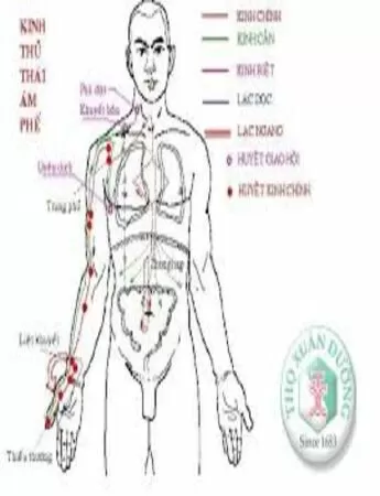 Top 12 đường kinh mạch quan trọng nhất trong cơ thể con người