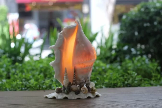 Đèn ngủ vỏ ốc
