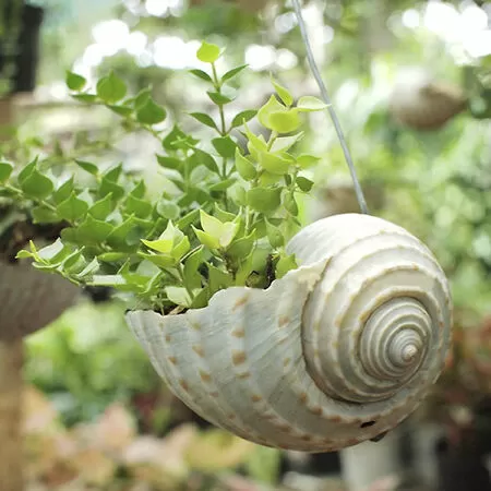 Chậu cây từ vỏ ốc
