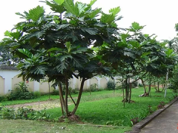 Quả sa kê