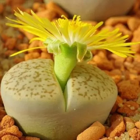 Hoa đá sống