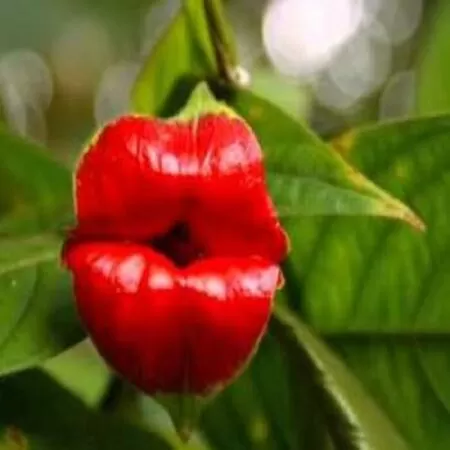 Hoa môi gái làng chơi