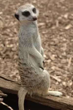 Cầy Meerkat