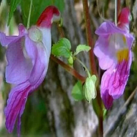 Hoa con vẹt