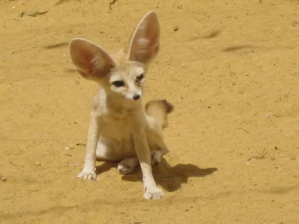 Cáo Fennec