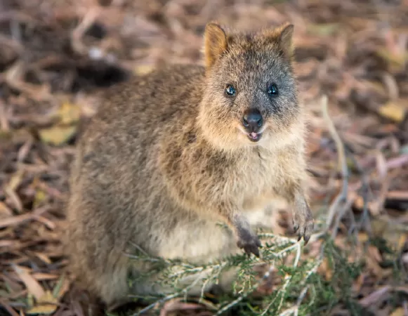 Quokka
