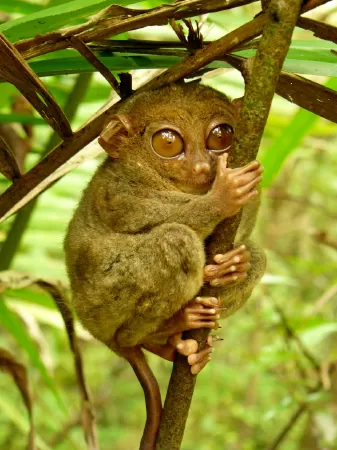 Khỉ lùn Tarsier