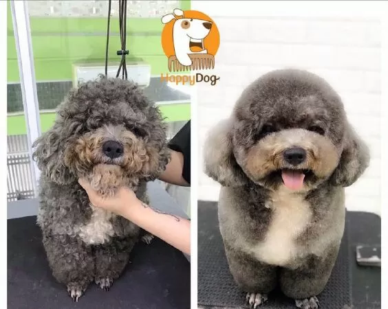 Happy Dog – Dog Grooming and Spa