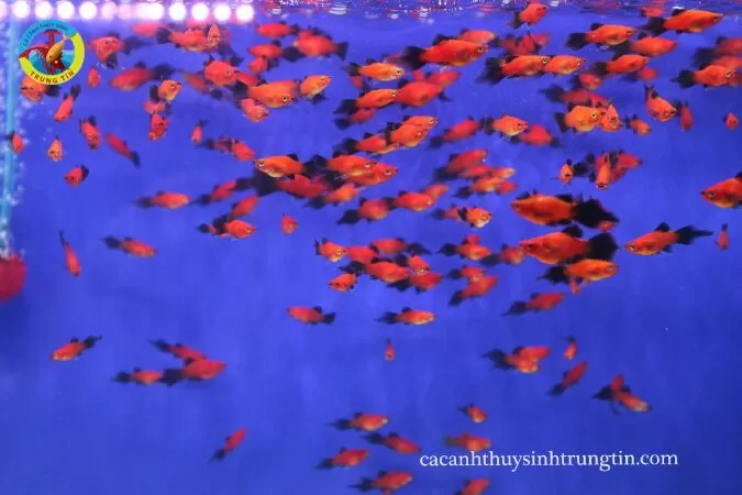 Địa chỉ shop cá cảnh ở Sài Gòn - Trung Tín